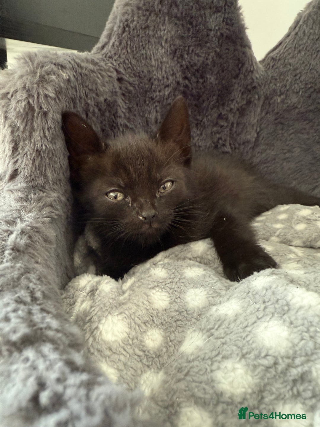 Domestic Shorthair cats for sale: Kittens for sale - domestic  - Image 9