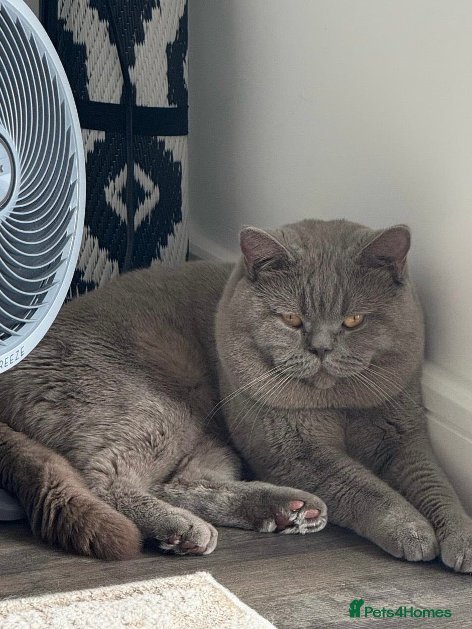 British Shorthair cats Lilac BSH proven STUD - Advert 17