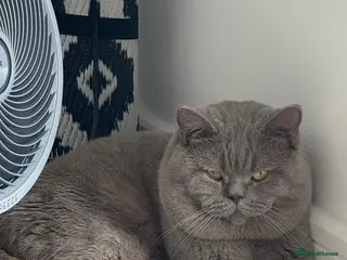 British Shorthair cats Lilac BSH proven STUD - Advert 15