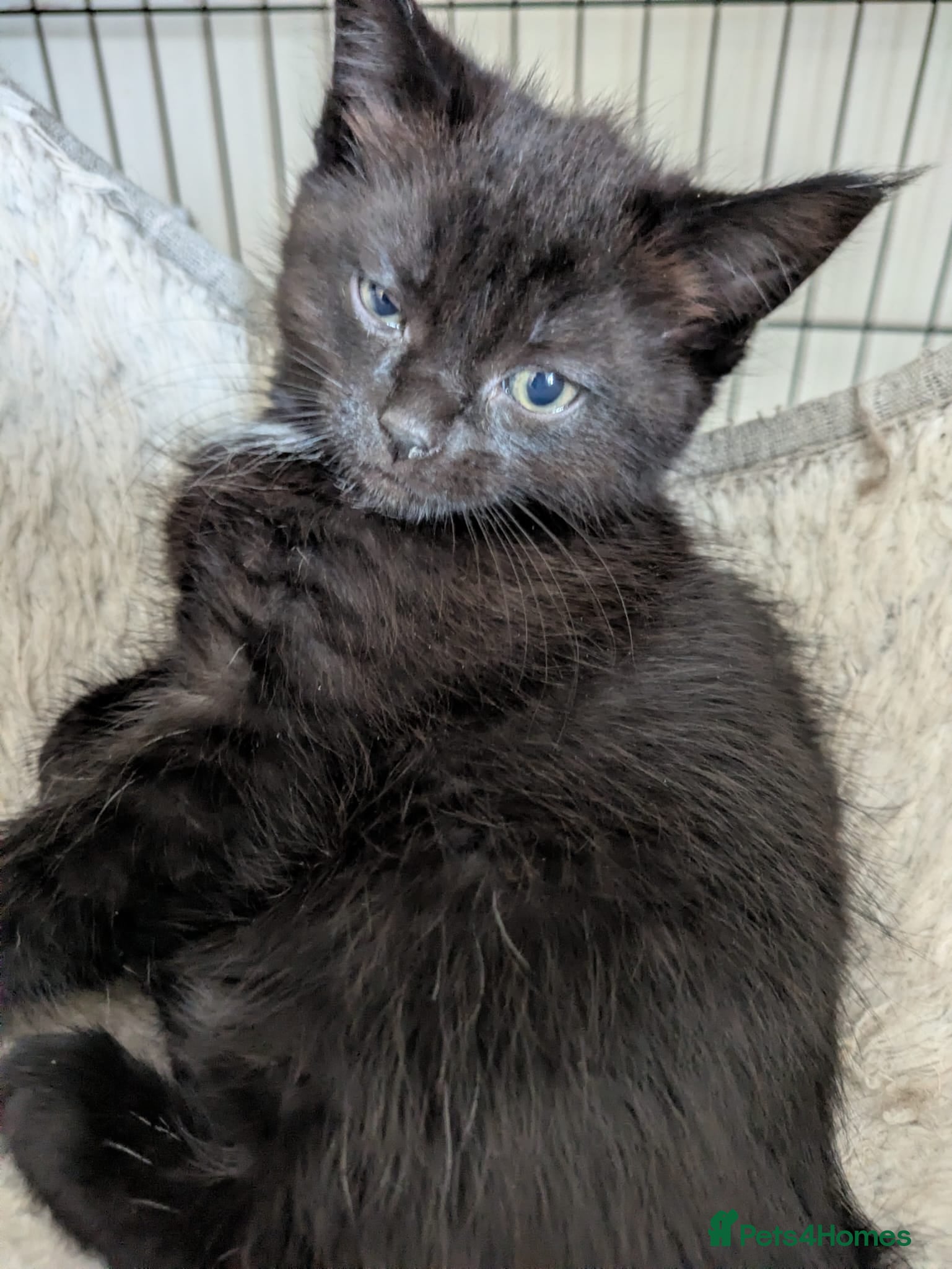 Maine Coon cats 1 available beautiful maine Coon cross kittens  - Advert 1