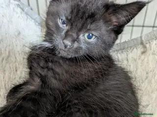 Maine Coon cats 1 available beautiful maine Coon cross kittens - Advert 11