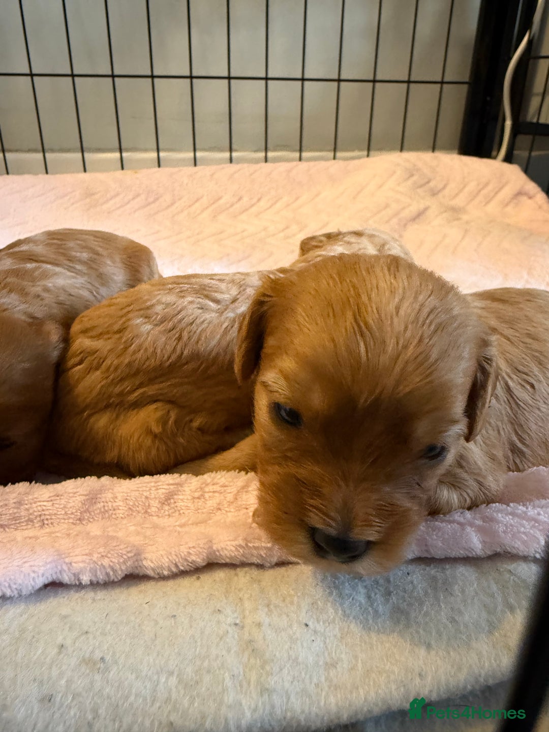 Cavapoo dogs for sale: Stunning F1B Cavapoo puppies  - Advert 2