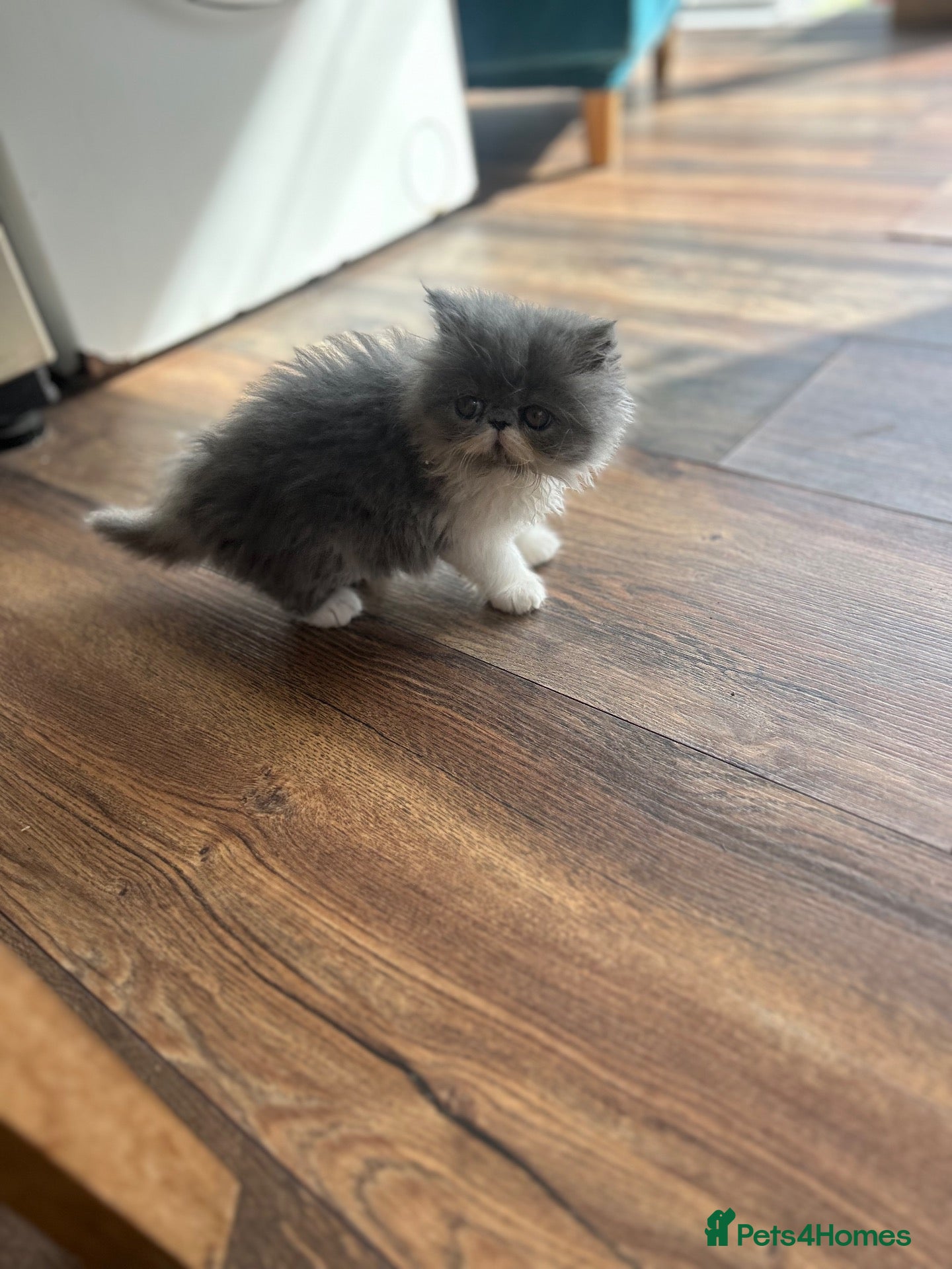Persian cats 1 Pure Persian kitten grey/white bicolour girl - Advert 1