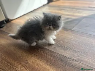 Persian cats 1 Pure Persian kitten grey/white bicolour girl - Advert 1