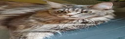Maine Coon cats for sale: Brother and Sister  - Advert 3