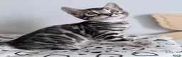 Bengal cats for sale: Exceptional Silver, Blue & Brown Bengal Kittens  in Basingstoke - Advert 30