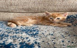 Mixed Breed cats for sale: Beautiful little kittens - Image 1