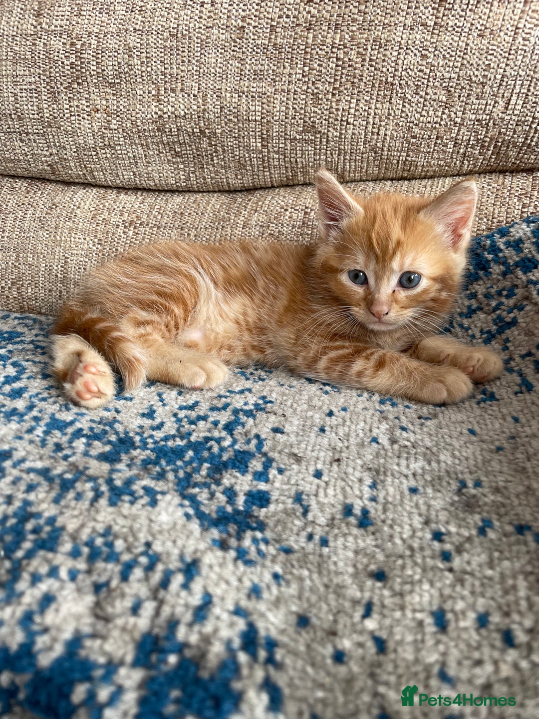 Mixed Breed cats for sale: Beautiful little kittens - Image 1