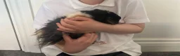 Guinea Pig rodents for sale: Gerald - 5 month old  - Advert 2