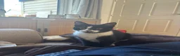 Mixed Breed cats for sale: Kitten rehoming  - Advert 1