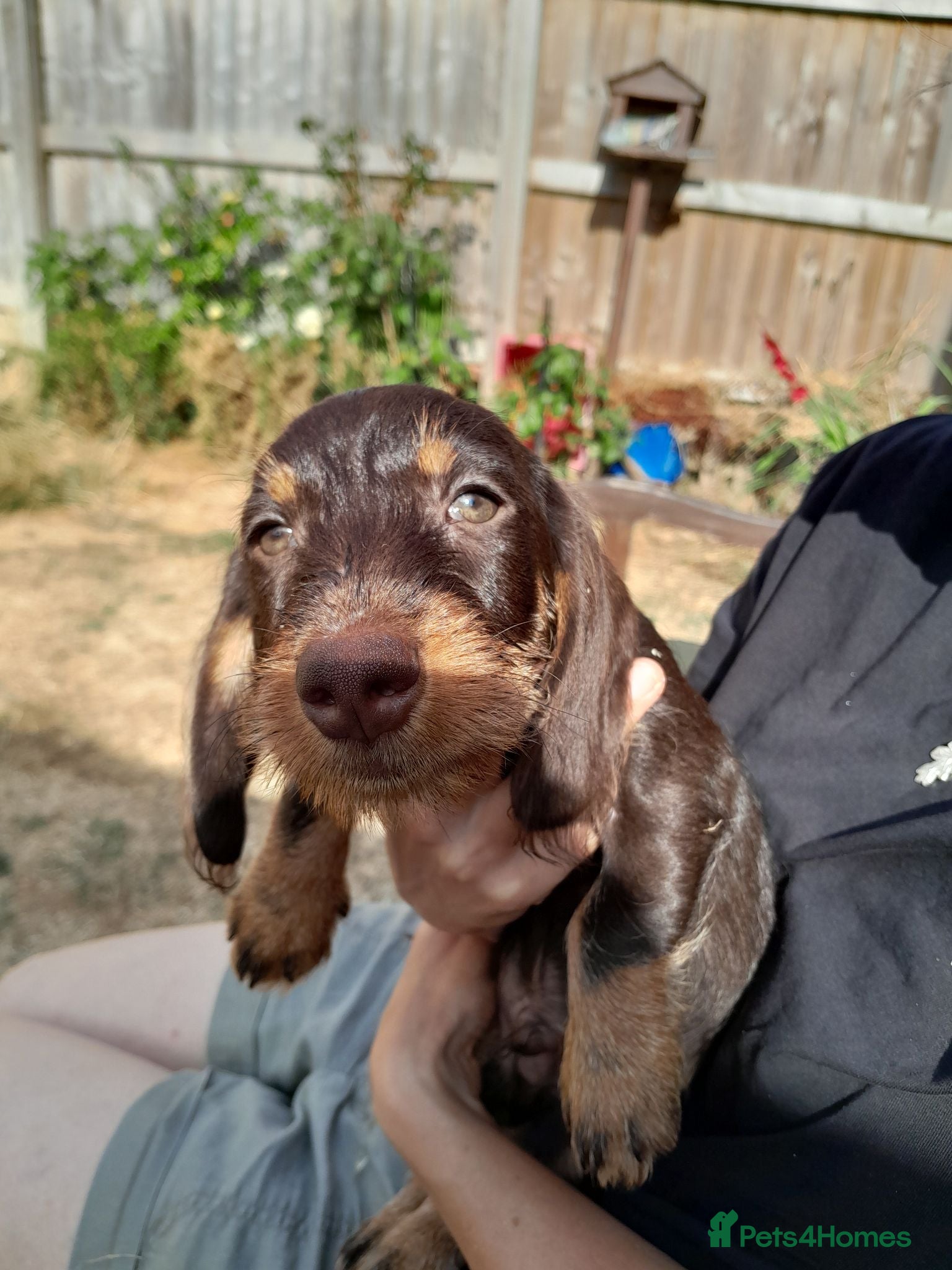 Miniature Dachshund dogs Miniature wire haired dachshunds - Advert 7