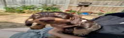Miniature Dachshund dogs for sale: Miniature wire haired dachshunds - Advert 5