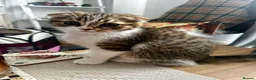 Mixed Breed cats for sale:     Adorable Kitten Looking for a Loving Home - Advert 12