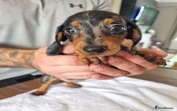 Dachshund dogs for sale: 4 beautiful miniature dachshunds. - Image 4