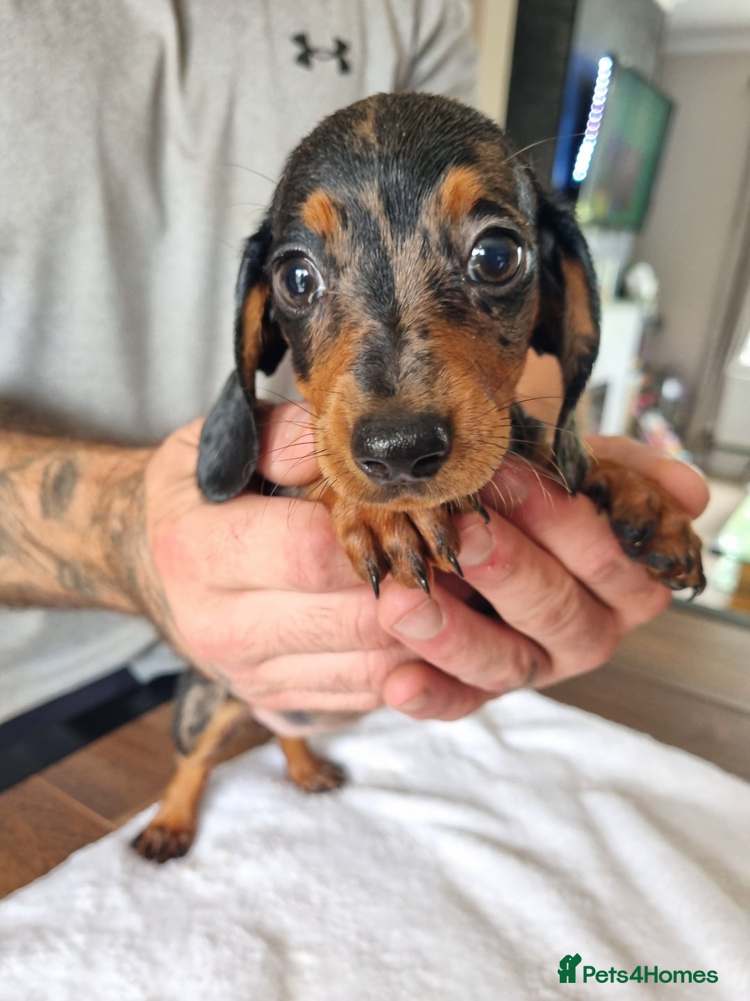 Dachshund dogs for sale: 4 beautiful miniature dachshunds. - Image 4