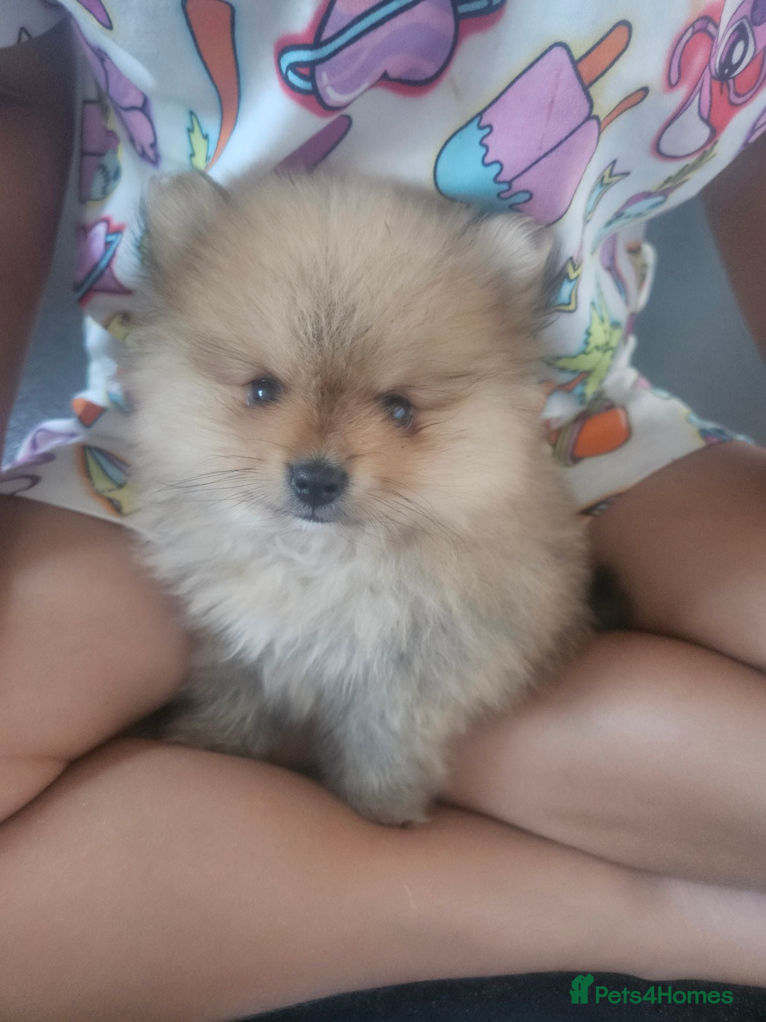 Pomeranian dogs premium pedigree Pomeranian Teddy Face Russian  - Advert 16