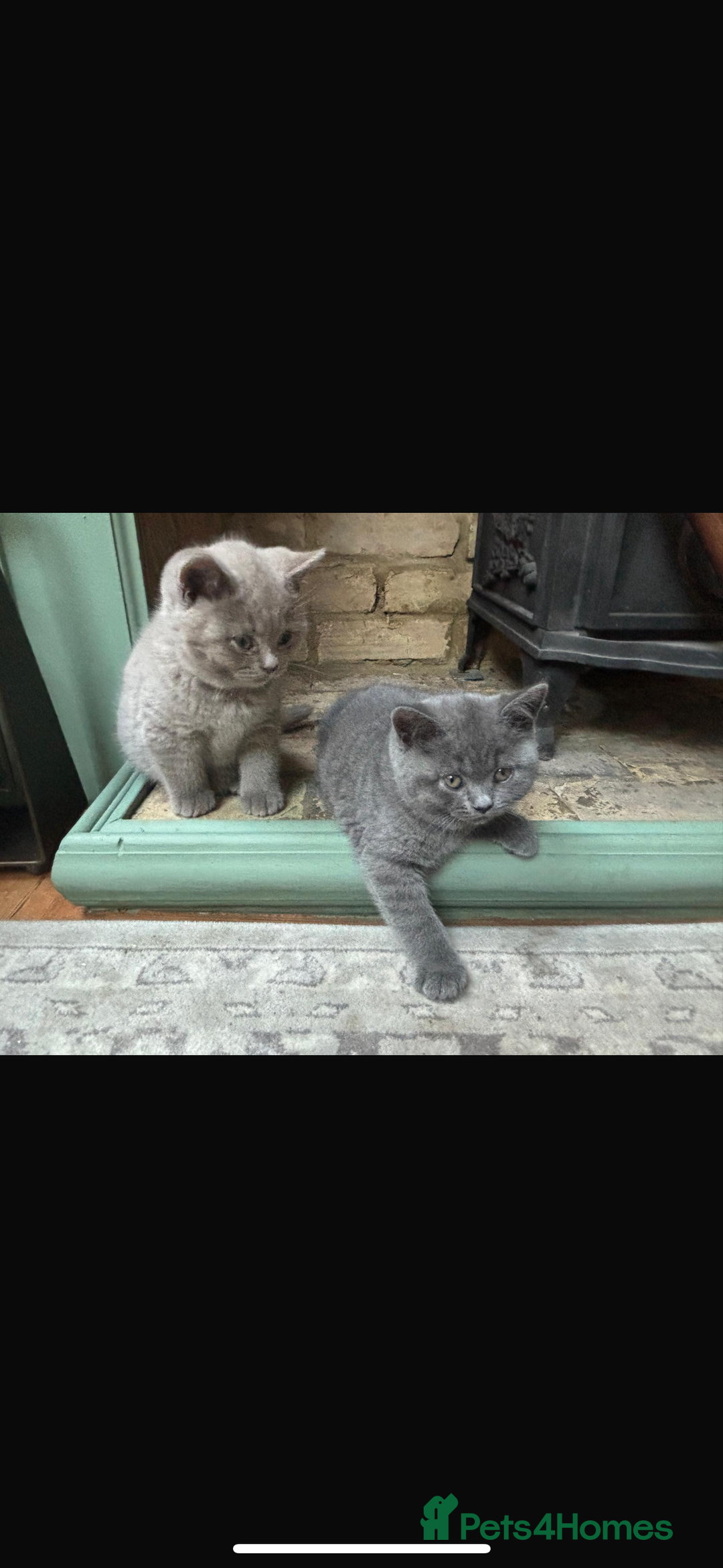 British Shorthair cats for sale: British shorthair Blue Male kitten - Advert 5