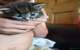 Domestic Shorthair cats for sale: Kitten for sale - Image 2