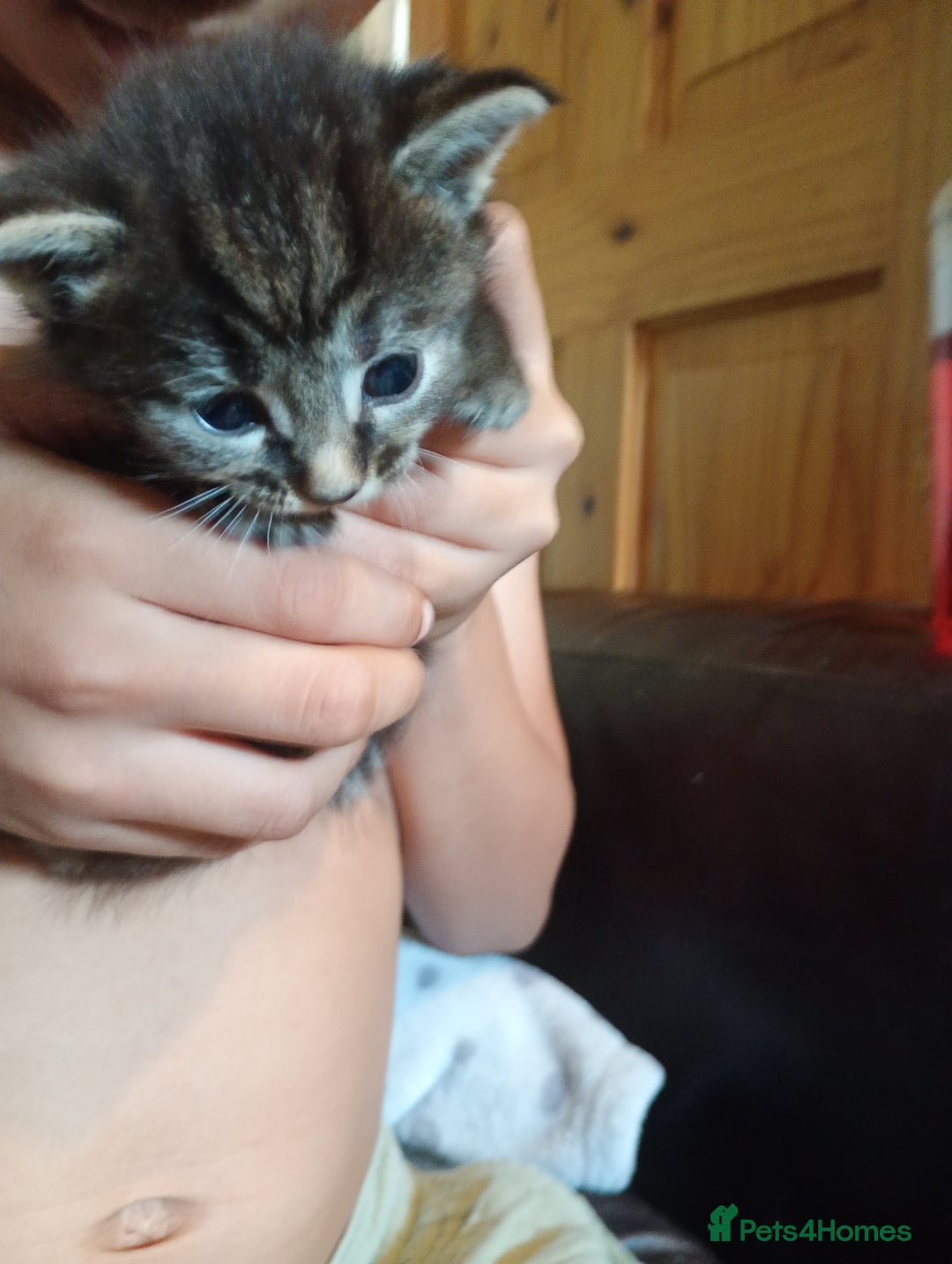 Domestic Shorthair cats for sale: Kitten for sale - Image 2