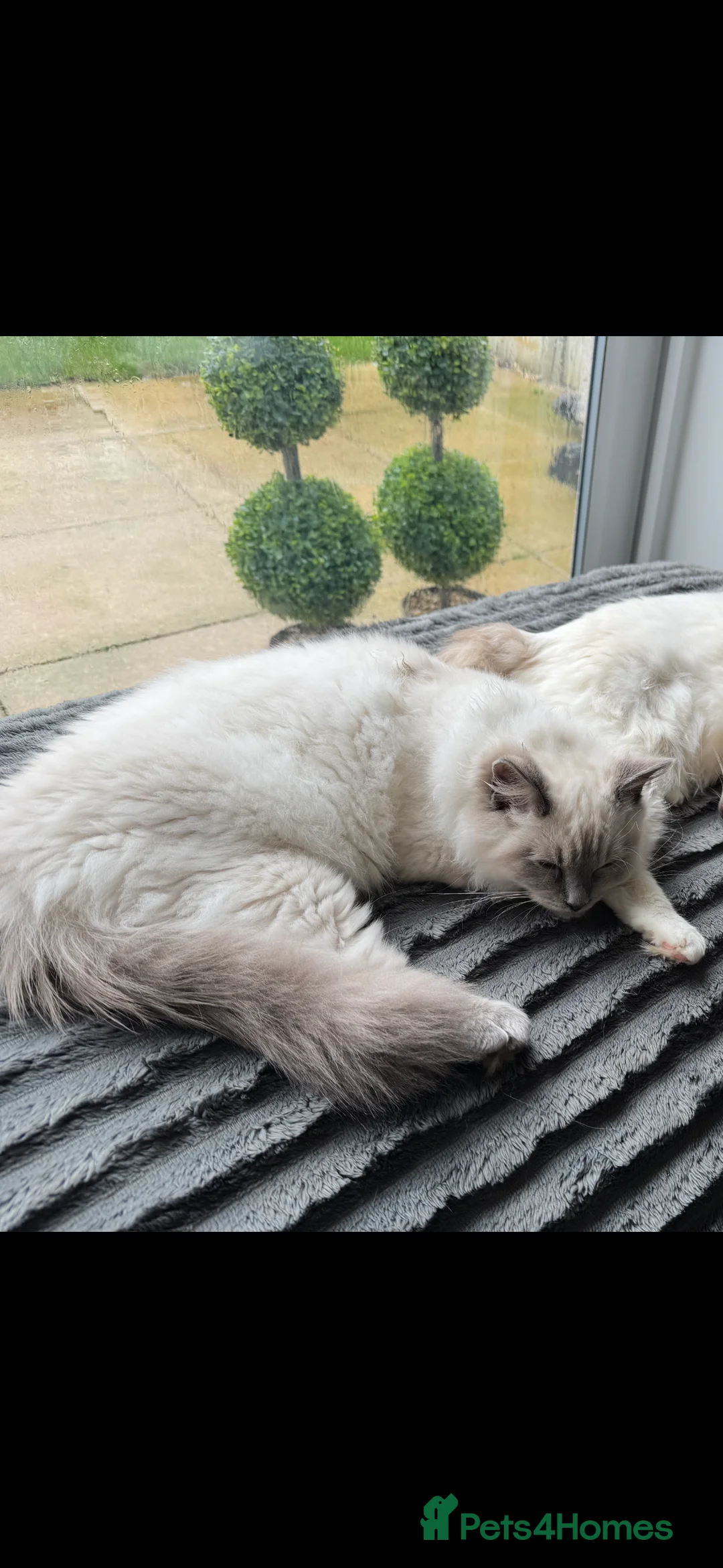 Ragdoll cats for sale: Stunning 1 year old male Ragdoll - Advert 1