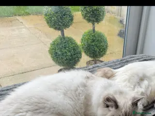 Ragdoll cats Stunning 1 year old male Ragdoll - Advert 1
