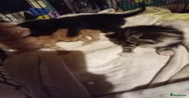 Mixed Breed cats - Advert 14