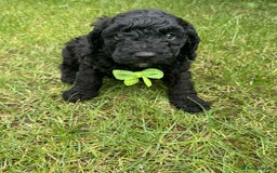 Miniature Poodle dogs for sale: Miniature Poodle puppies - Image 10