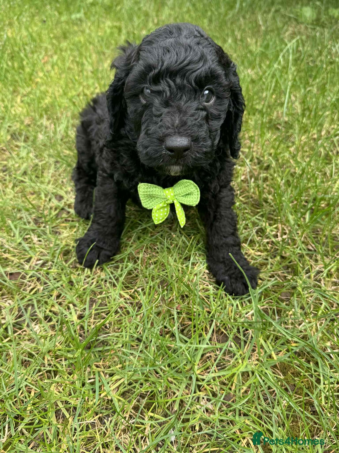 Miniature Poodle dogs for sale: Miniature Poodle puppies - Image 10