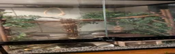 Mouse rodents for sale: African Pygmy Dormice (Micro Squirrel) - Advert 22
