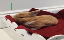 Mini Lop rabbits for sale: Adorable Purebred Baby Mini Lops - Image 9