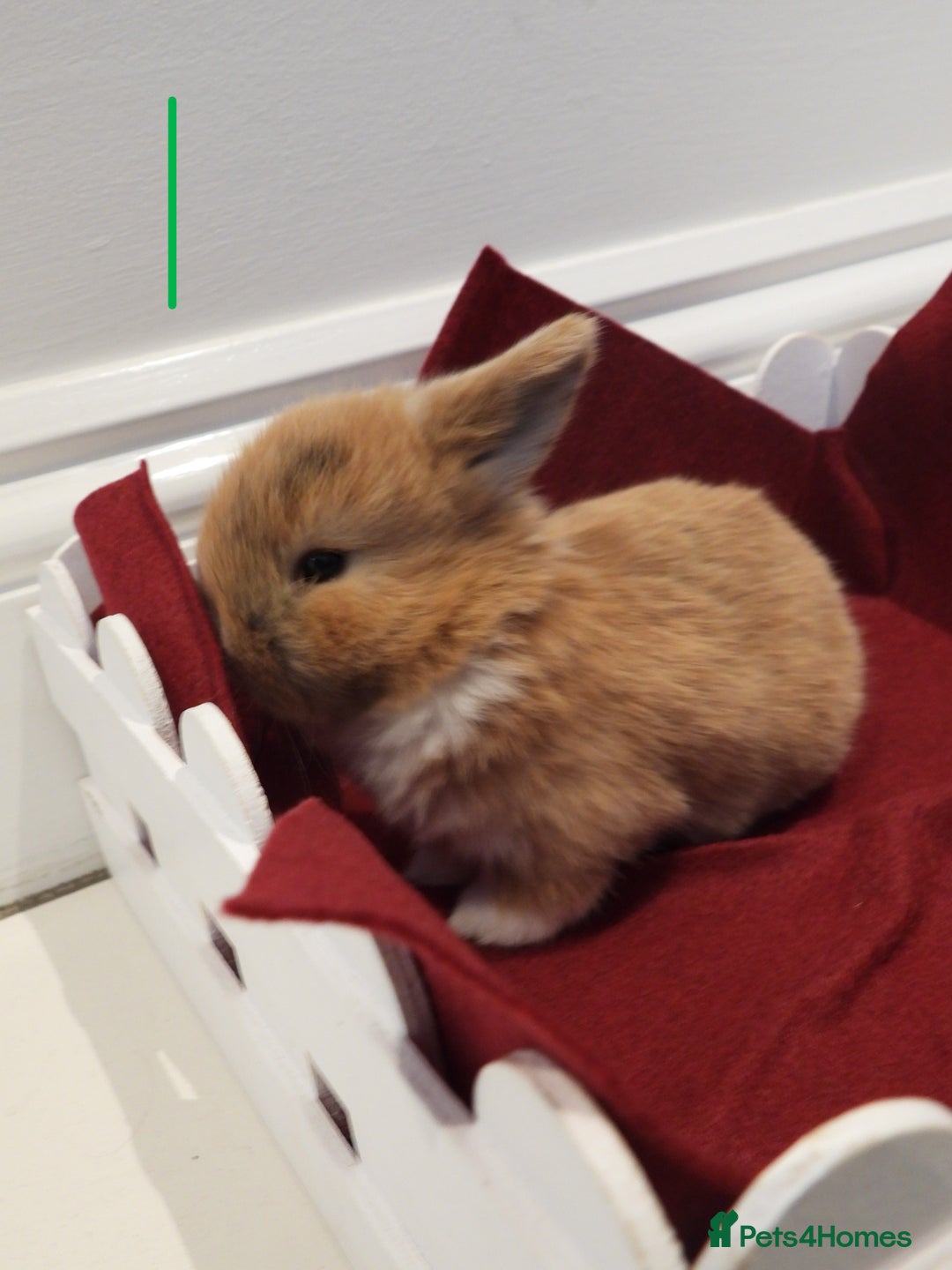 Mini Lop rabbits for sale: Adorable Purebred Baby Mini Lops - Image 9