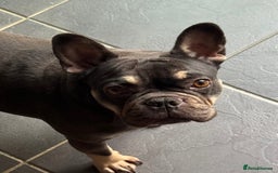 French Bulldog dogs for sale: French Bulldogs looking for FOREVER LOVING HOMES - Image 5