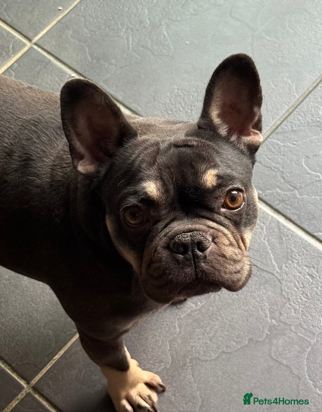 French Bulldog dogs for sale: French Bulldogs looking for FOREVER LOVING HOMES - Image 5