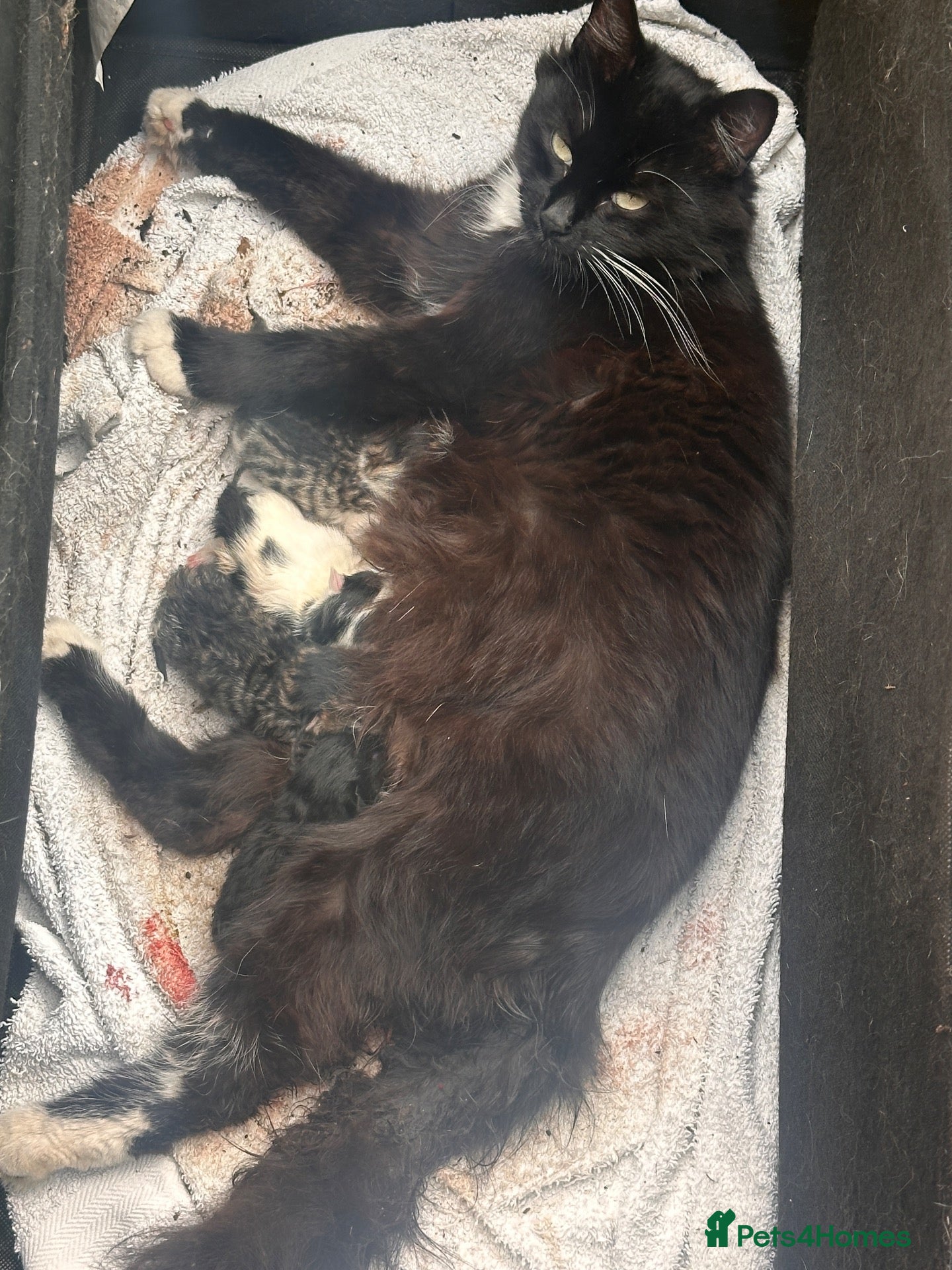 Mixed Breed cats Kittens For Sale – 5 Left! East London - Advert 1