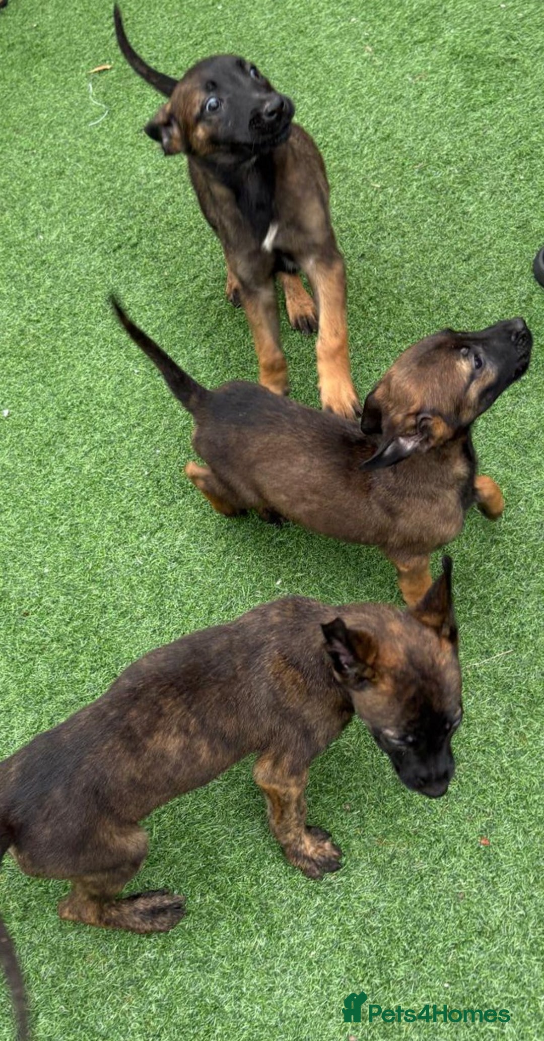 Belgian Shepherd Dog dogs for sale: Belgian malnois x Dutch sheppard puppies - Image 24