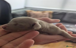Dachshund dogs for sale: Quality kc reg miniature dachshund girls  - Image 3