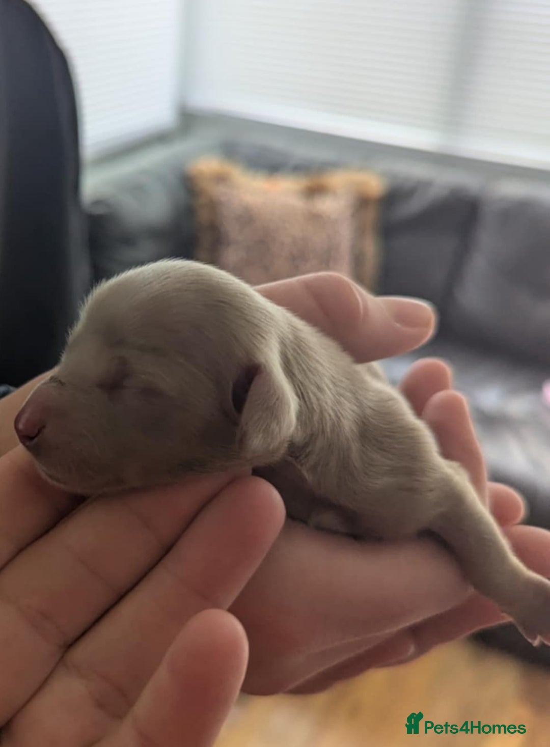 Dachshund dogs for sale: Quality kc reg miniature dachshund girls  - Image 3