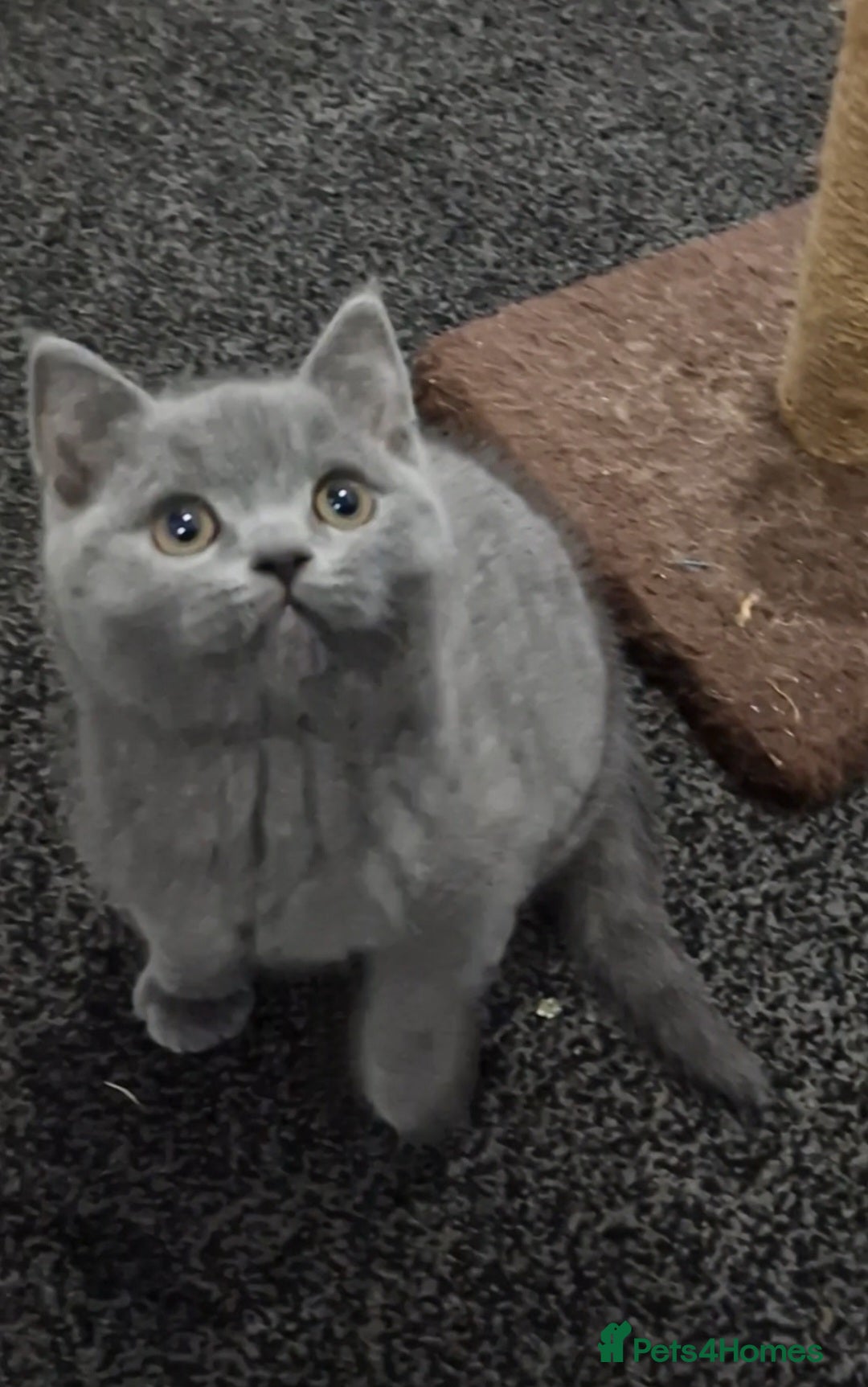 British Shorthair cats for sale: 2 Male British Shorthair Kittens For Sale! - Advert 2