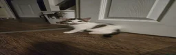 Mixed Breed cats for sale: 🐾 6 Adorable Kittens Looking for Loving Homes 🐾 - Advert 11