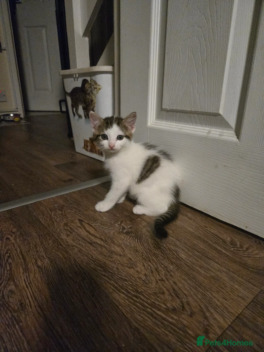Mixed Breed cats for sale: 🐾 6 Adorable Kittens Looking for Loving Homes 🐾 - Advert 11