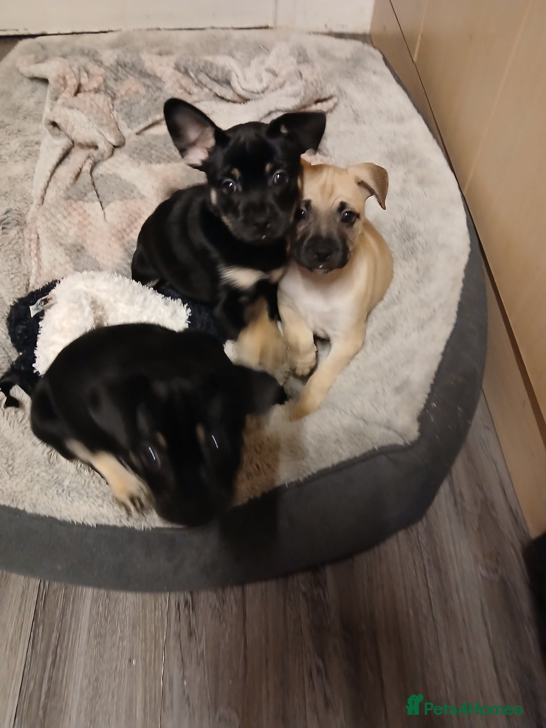 Mixed Breed dogs for sale: Pomchi x frenchie  - Image 6