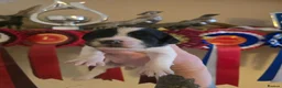 English Springer Spaniel dogs for sale: springer spaniel litter. 2 AVAILABLE  - Advert 35