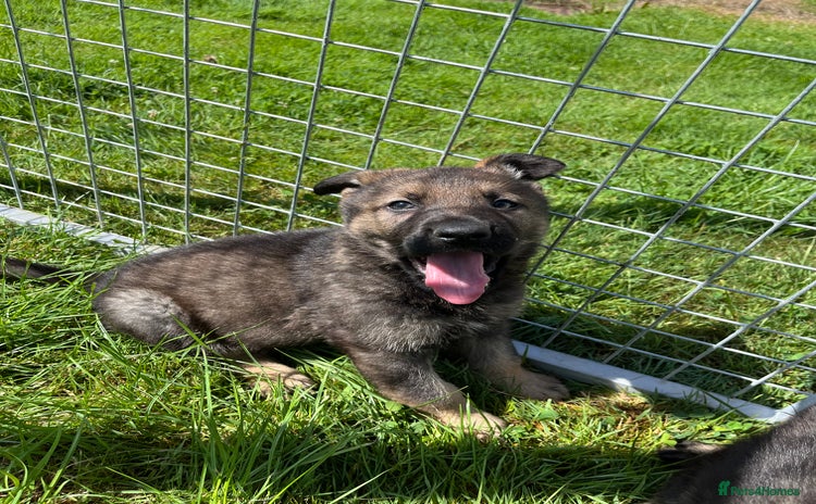 German Shepherd dogs - Advert 3