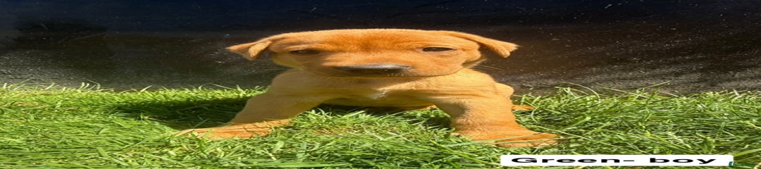 Puppy 5- Green