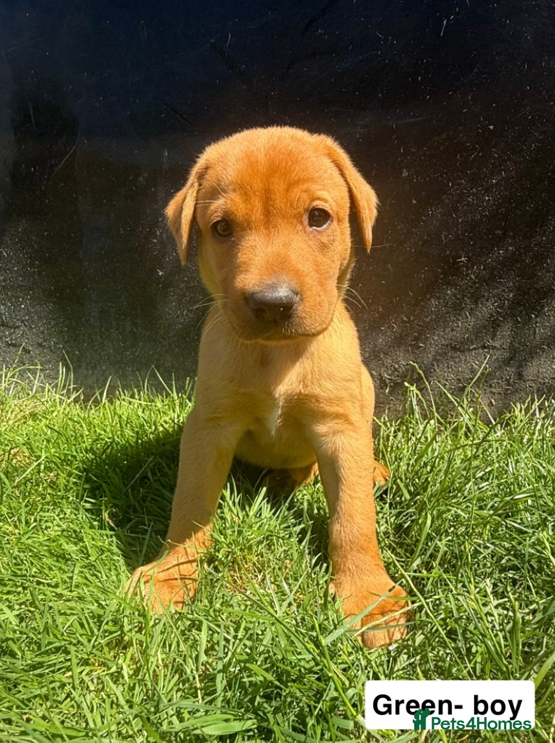 Labrador Retriever dogs for sale: Ready to leave - KC Fox Red Labrador puppies - Image 11