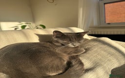 British Shorthair cats for sale: Beautiful grey female cat - Image 5