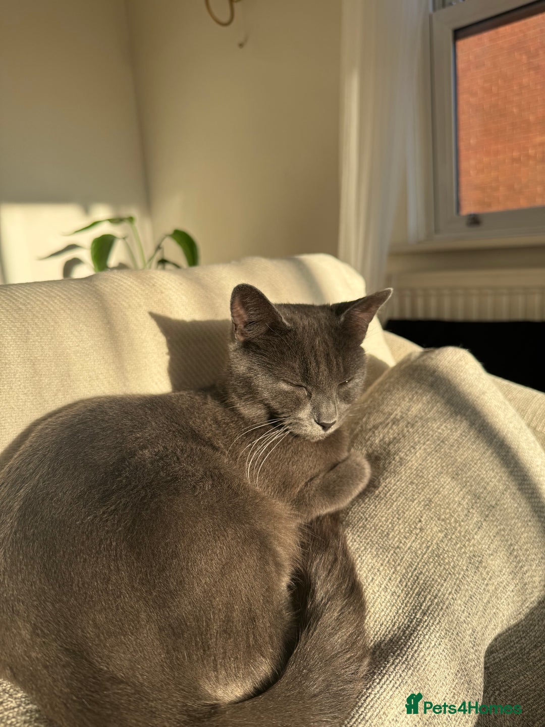 British Shorthair cats for sale: Beautiful grey female cat - Image 5