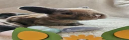 Mini Lop rabbits for sale: Mini Plush Lops - Rainbow Litter Suffolk - Advert 13