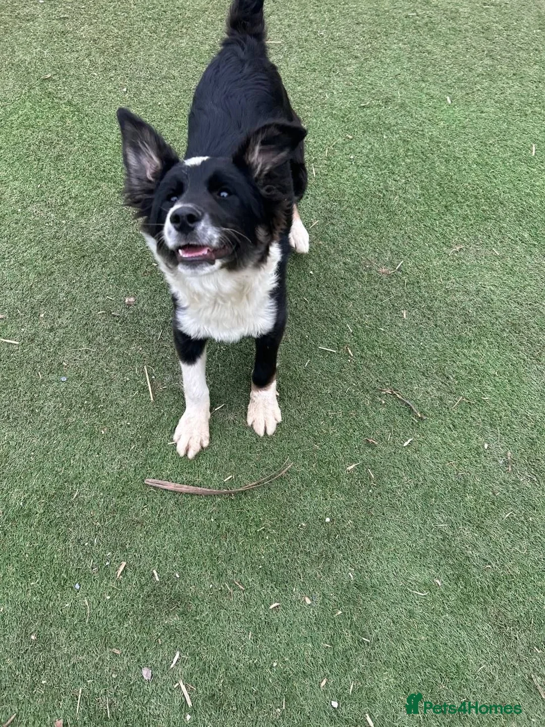 Mixed Breed dogs for adoption: Corbett - Advert 2