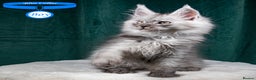 Maine Coon cats for sale: XL PEDIGREE TICA REGISTERED MAINE COON KITTENS - Advert 9